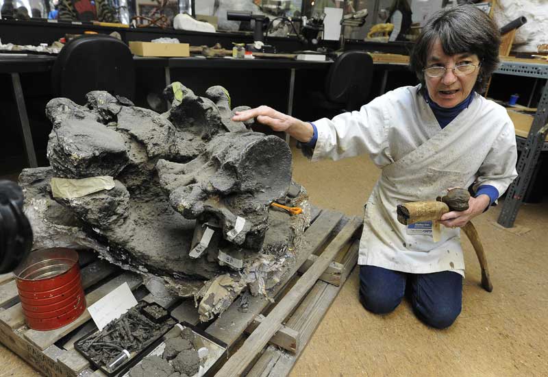 dig a mammoth skeleton
