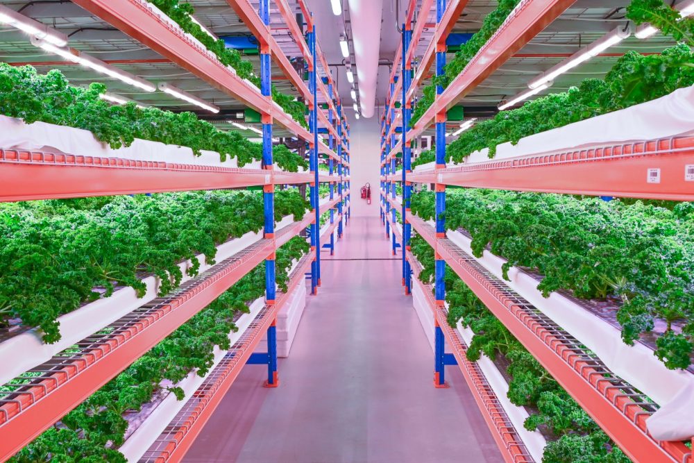 Bustanica world’s largest vertical farm toured by Hamdan bin Mohammed