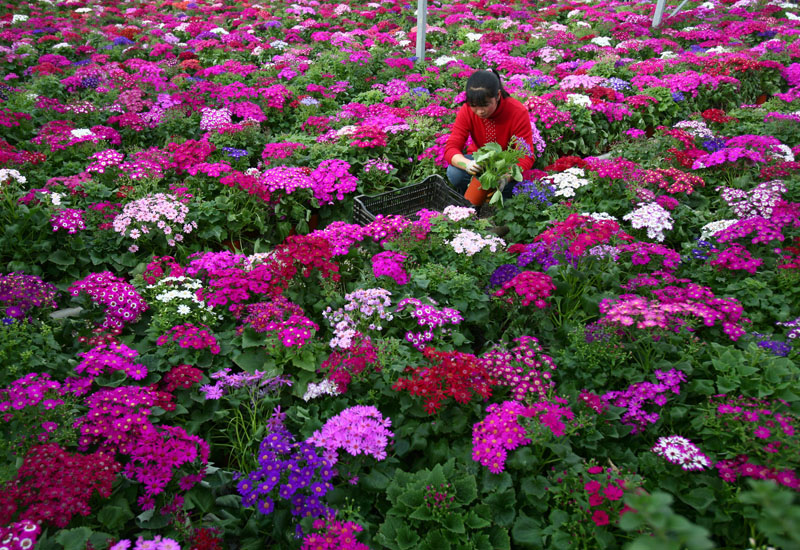 Palmera unveils 50-hectare plant nursery in Qatar ...