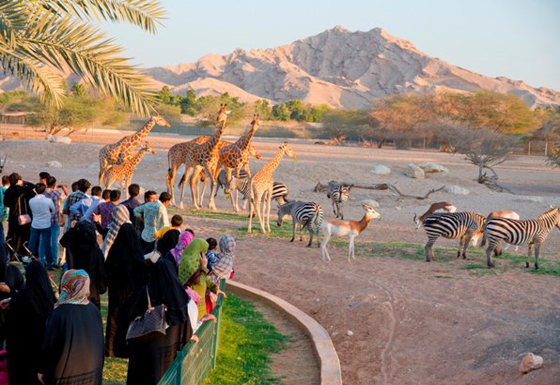 Al Ain Zoo is located in the foothills of the Jebel Hafeet Mountains in the UAE. Al Ain Zoo is located in the foothills of the Jebel Hafeet Mountains in the UAE.