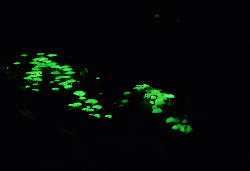 Researchers from Brazil and Russia have brought us one step closer to the creation of bioluminescent trees that could be used as a sustainable source of street lighting. Researchers from Brazil and Russia have brought us one step closer to the creation of bioluminescent trees that could be used as a sustainable source of street lighting.
