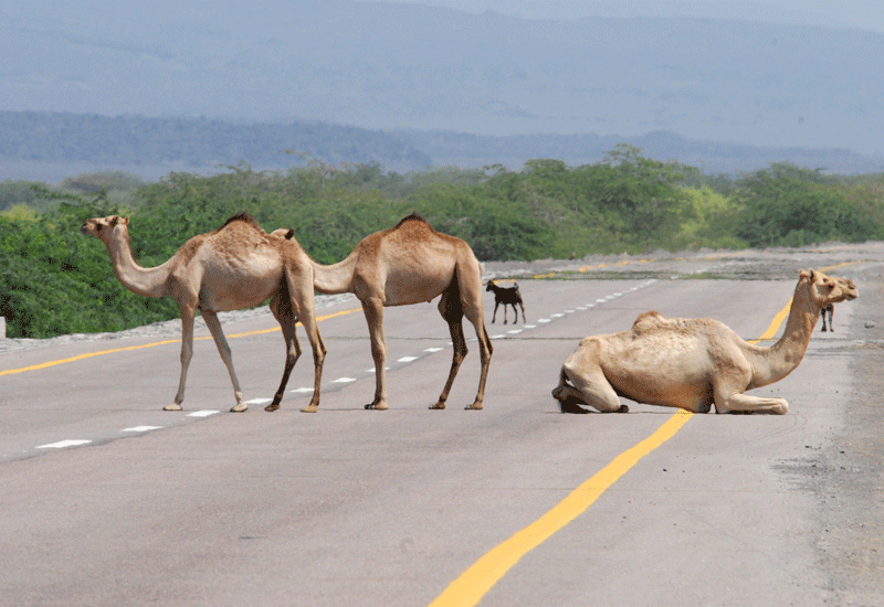 Camels: a road hazard throughout the GCC. Camels: a road hazard throughout the GCC.
