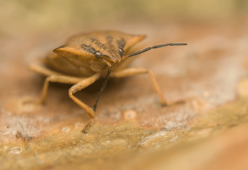 Approved Pest Control Companies