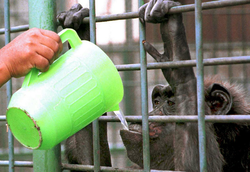 Dubai could be due a new zoo. Photo: Getty. Dubai could be due a new zoo. Photo: Getty.