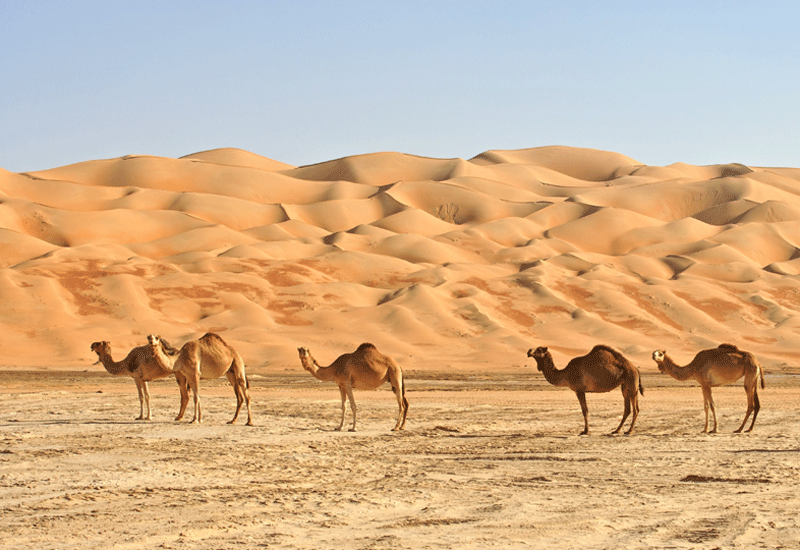 EAD says around 50% of camel deaths in the UAE are caused by plastic bag ingestion. Photo: Shutterstock. EAD says around 50% of camel deaths in the UAE are caused by plastic bag ingestion. Photo: Shutterstock.