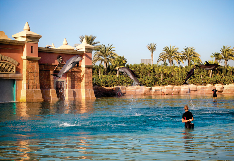 Making a splash: the Indo-Pacific Bottlenose dolphins. Making a splash: the Indo-Pacific Bottlenose dolphins.