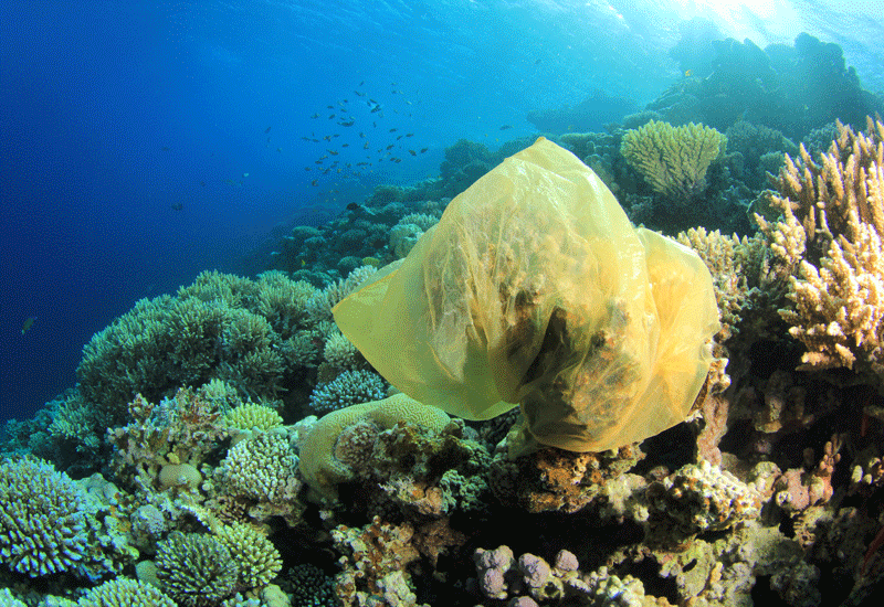 Reduction of plastic waste to save the life of a lot of animals including camels in deserts, turtles and fishes in sea as well as other precious marin Reduction of plastic waste to save the life of a lot of animals including camels in deserts, turtles and fishes in sea as well as other precious marin