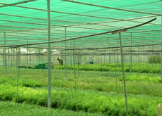 Citiscape planning to replicate its Abu Dhabi nursery in Egypt. Citiscape planning to replicate its Abu Dhabi nursery in Egypt.