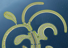 Dana Island's design consists of a main stem in three parts and ten leaf-shaped islands. Dana Island's design consists of a main stem in three parts and ten leaf-shaped islands.