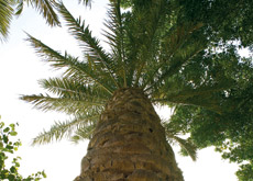 The Date Palm The Date Palm