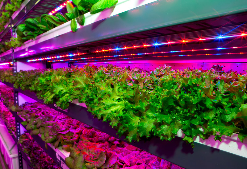 The $40m indoor farm will grow leafy greens for passengers of Emirates airline. The $40m indoor farm will grow leafy greens for passengers of Emirates airline.