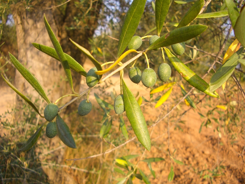 Nadec's new mill will feature 5,000 olive trees. Nadec's new mill will feature 5,000 olive trees.