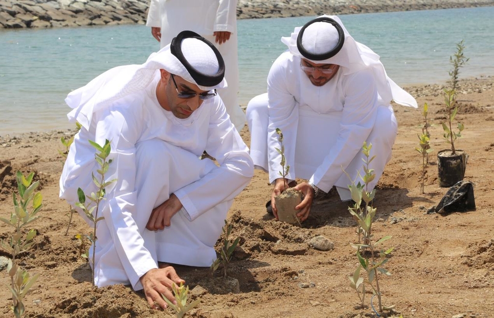 2,500 mangrove seedlings were planted in Fujairah. 2,500 mangrove seedlings were planted in Fujairah.