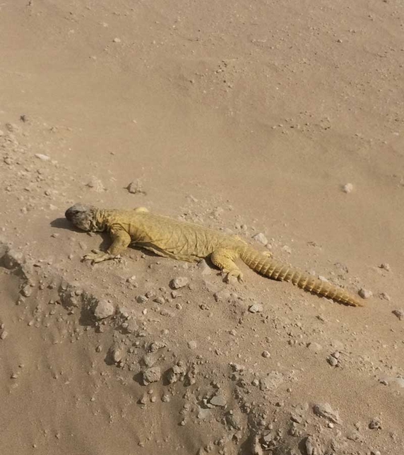 The dhub lizard was relocated from Expo 2020 Dubai's site. The dhub lizard was relocated from Expo 2020 Dubai's site.
