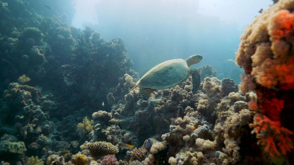 TRSDC launches programme to protect endangered turtles TRSDC launches programme to protect endangered turtles