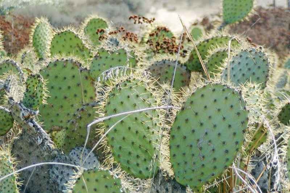 Scientists Want Clean Water Boil A Cactus Projects And Tenders Construction Week Online